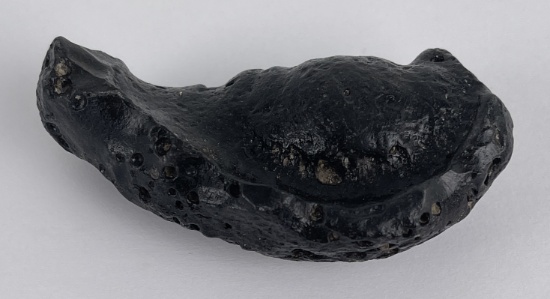 South Carolina Whale Ear Bone Fossil