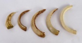 Lot of Boar Teeth From the South Pacific WW2