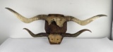 Antique Montana Steer Horns on Plaque