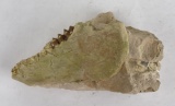Fossilized Juvenile Oreodont Skull Jaw