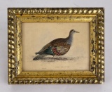 William Lizars Edward Lear Pigeon Engraving