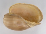 Crowned Baler Melon Shell melo aethiopica