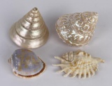 Collection of Sea Shells