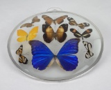 Encased Butterfly Display