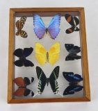 Encased Butterfly Display