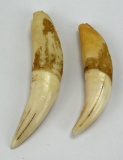 Group of Bear Teeth