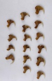 16 Montana Mountain Lion Claws Taxidermy Crafts