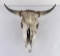 Montana Ranch Found Steer Skull