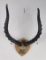 South African Taxidermy Impala Skull Mount