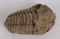 Moroccan Fossil Trilobite