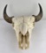 Nice Large Montana Buffalo Skull