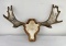 Henry Larum Carved Moose Antlers Montana