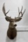 Montana Trophy Mule Deer Taxidermy Mount