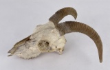 Montana Ewe Big Horn Sheep Skull