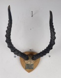 South African Taxidermy Impala Skull Mount