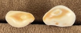 Pair of Montana Bull Elk Teeth