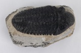 Moroccan Fossil Trilobite