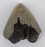 South Carolina Megalodon Shark Tooth Fossil