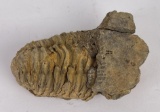 Moroccan Fossil Trilobite