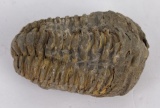 Moroccan Fossil Trilobite