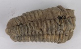 Moroccan Fossil Trilobite