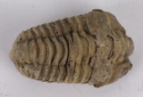 Moroccan Fossil Trilobite