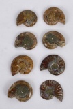 Group of Fossil Ammonites