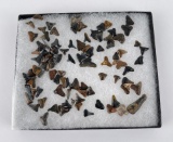 Large Collection of Fossil Shark Teeth