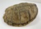 Large Taxidermy Snapping Turtle Shell
