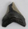 South Carolina Megalodon Shark Tooth Fossil