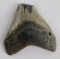 South Carolina Megalodon Shark Tooth Fossil