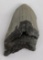 South Carolina Megalodon Shark Tooth Fossil