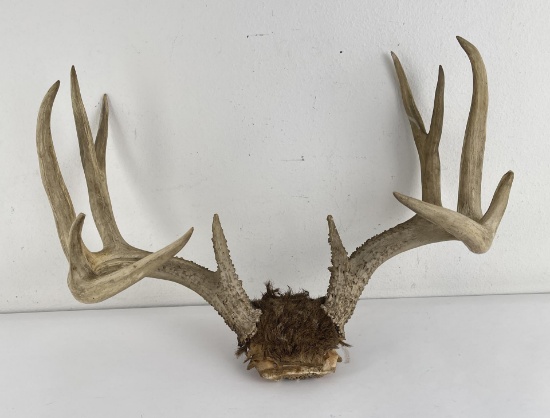 Exceptional Large Montana Whitetail Deer Horns