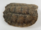 Large Taxidermy Snapping Turtle Shell