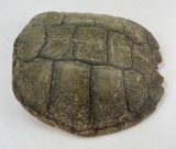 Large Taxidermy Snapping Turtle Shell