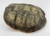 Large Taxidermy Snapping Turtle Shell