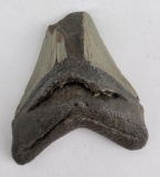 South Carolina Megalodon Shark Tooth Fossil