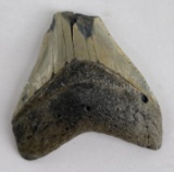 South Carolina Megalodon Shark Tooth Fossil