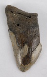 South Carolina Megalodon Shark Tooth Fossil