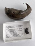 South Carolina Whale Ear Bone Fossil