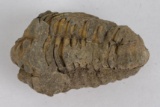 Moroccan Fossil Trilobite