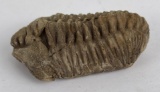 Moroccan Fossil Trilobite