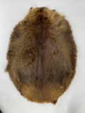 Montana Taxidermy Beaver Fur Pelt