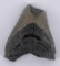 South Carolina Megalodon Shark Tooth Fossil