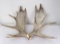 Pair of Shiras Moose Paddles Antlers Horns