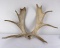 Pair of Shiras Moose Paddles Antlers Horns