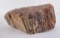 Wonderful Arizona Petrified Wood Slab