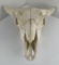 Nice Large Montana Buffalo Skull