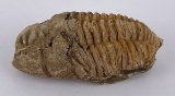 Moroccan Fossil Trilobite