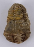 Moroccan Fossil Trilobite